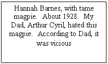 Text Box: Hannah Barnes, with tame magpie.  About 1928.  My Dad, Arthur Cyril, hated this magpie.  According to Dad, it was vicious