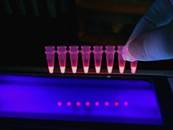 Fluorescence Spectroscopy - a technique used by FamilyTreeDNA when analyzing DNA