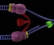 DNA Replication with clamp loader, helicase. dna polimerase and beta clamp process stock photo