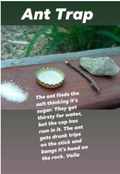 A picture containing text, vegetable

Description automatically generated